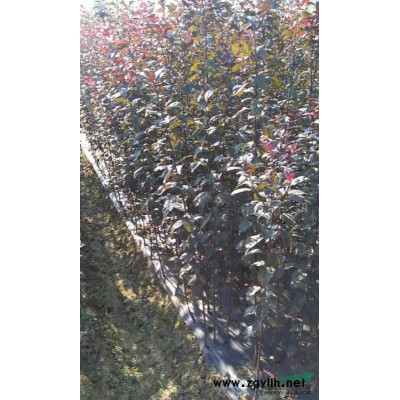 精品桂花 優(yōu)質(zhì)八月桂 金桂價格