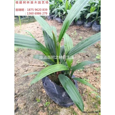大小規格紅楓基地