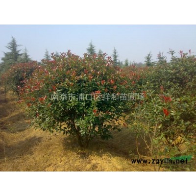 桂花樹*新價格/南京桂花報價