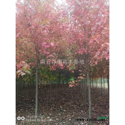 紅楓，美國(guó)紅楓秋火焰