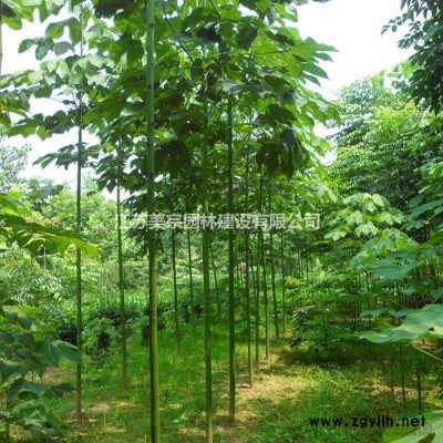 供應紅楓_日本紅楓各種紅楓樹