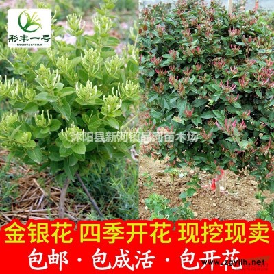 紅楓苗價(jià)格 優(yōu)質(zhì)紅楓種植栽培 基地批發(fā)綠化苗木規(guī)格*