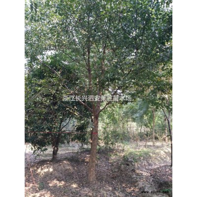 浙江長(zhǎng)興12公分美國(guó)紅楓秋火焰報(bào)價(jià)