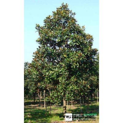 紅楓 浙江紅楓基地 嵊州精品櫻花 房產適用