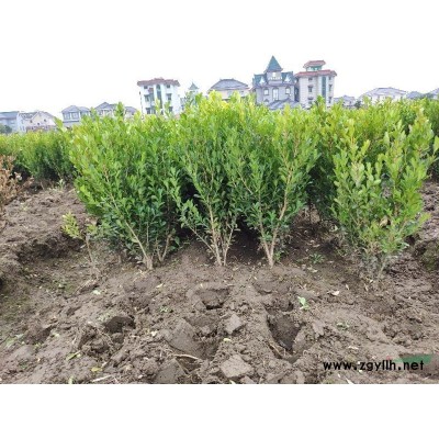紅楓5-15公分工程苗供應(yīng)，