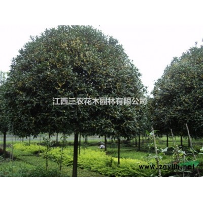 2016年藍冰柏發(fā)展前景巨大 金邊馬褂木新品種大全 藍冰柏圖