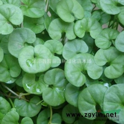 1-5CM紅葉李，紫薇，木瓜樹，垂柳，木槿，女貞，梅花，桂花