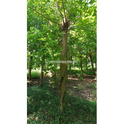 江西[產(chǎn)品]/江西紅楓2價格/報價
