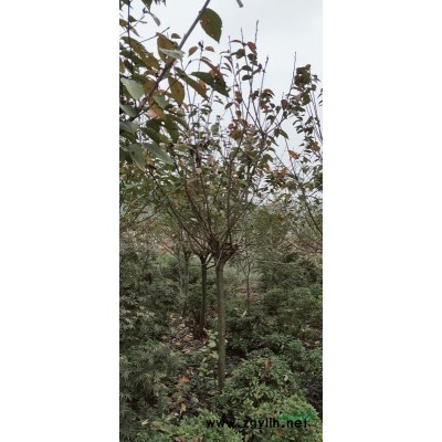 紅楓8--15Cm