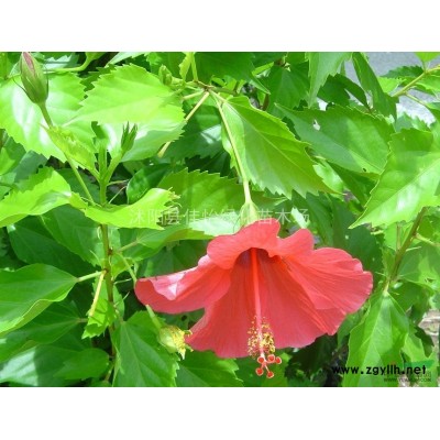 馬褂木樹苗  鵝掌楸樹苗 馬褂木苗圃馬褂木小區(qū)綠化園林綠化