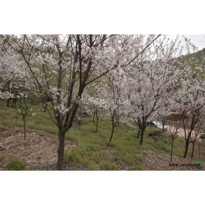 優質桂花盡在好苗匯