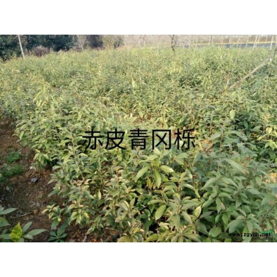 批發零售紅楓種子，江西九江紅楓種子，紅楓綠化苗木直銷
