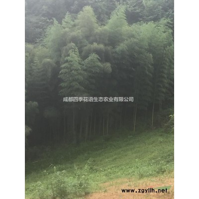 17-18馬褂木  四川貨源