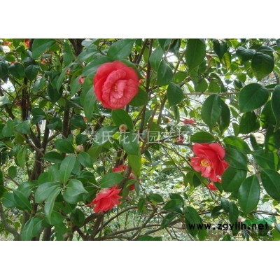 供應(yīng)浙江地區(qū)紅楓 浙江紅楓小苗價(jià)格批發(fā) 出售紅楓供應(yīng)