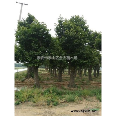山東櫻花早櫻日本晚櫻報(bào)價(jià)紅葉李紫葉李美人梅榆葉梅基地