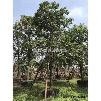 紅葉李永盛園藝直銷規格*低價供應