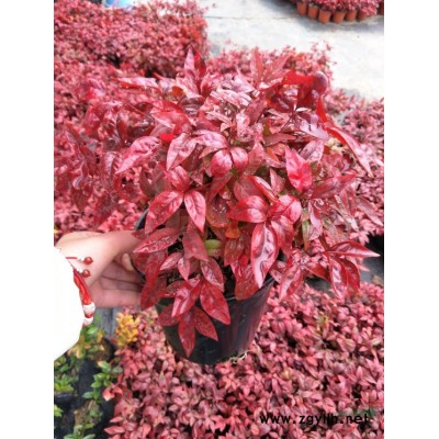 浙江地區供應10公分的紅葉李