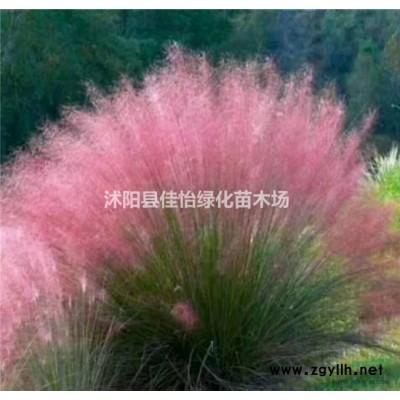 紅葉李紅葉李小苗紫葉李紫葉李小苗園林綠化小區(qū)綠化