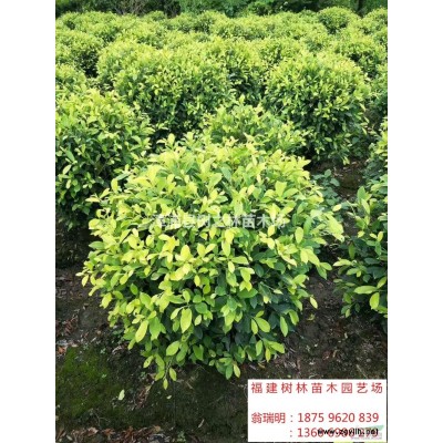 2018年福建紅葉李2*新報價