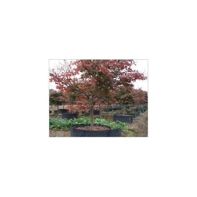 紅楓