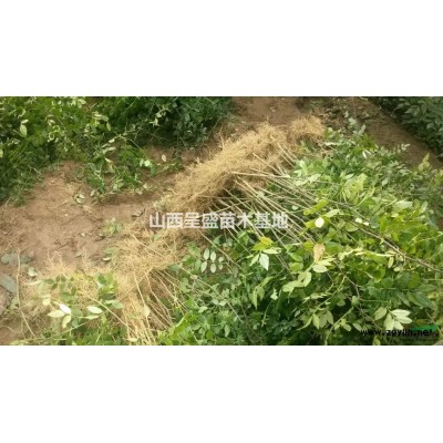 6公分紅葉李多少錢？哪里有賣6公分紅葉李？今年紅葉李價(jià)格