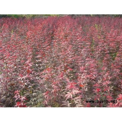 大量供應櫻花，垂絲海棠，西俯海棠，茶花，紅楓，花梅等小苗