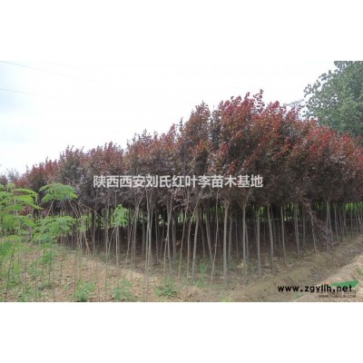 紅葉李低價(jià)出售.貨源充足