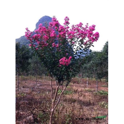 桂林地區(qū)大紅紫薇-紅楓