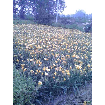 木槿、高桿女貞、紫薇、紫荊、紅葉李、馬褂木