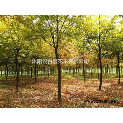 江蘇紫葉李 批紅葉李 紫葉李工程苗 紫葉李價格 紫葉李供應