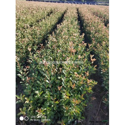 優質特價紅葉李紫葉李4產地直銷