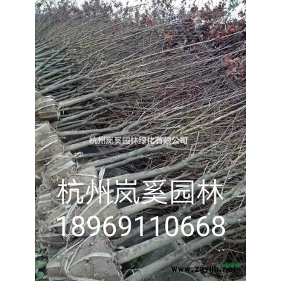 浙江地區(qū)優(yōu)惠供應(yīng)紅葉李