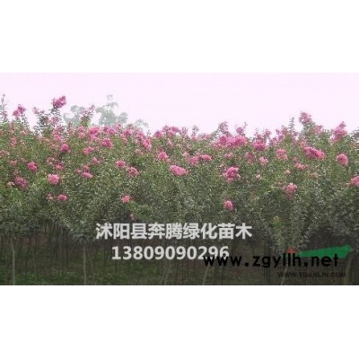 紅葉李價(jià)格，紅葉李價(jià)格細(xì)說