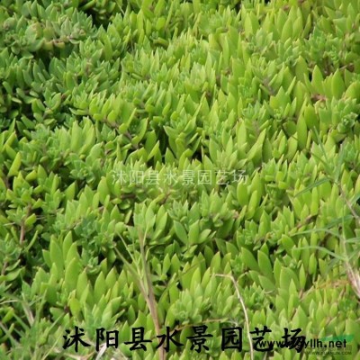 供應紅葉李