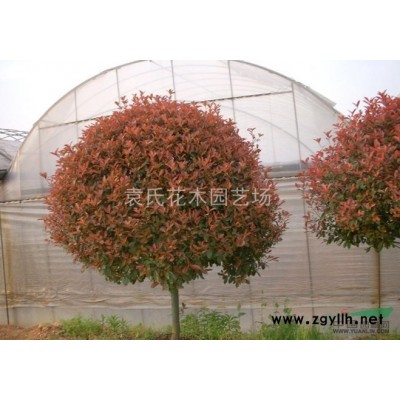 供應(yīng)浙江地區(qū)紅葉李 浙江紅葉李價(jià)格批發(fā) 出售紅葉李供應(yīng)