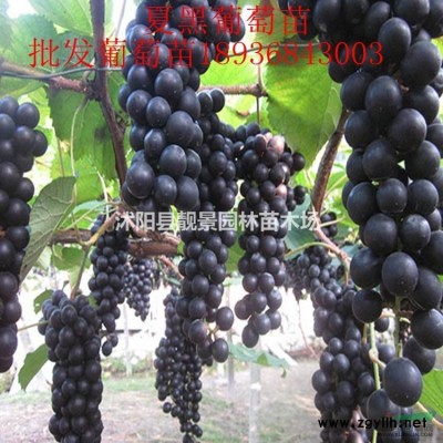 沭陽連翹產地 連翹毛球一株多少錢