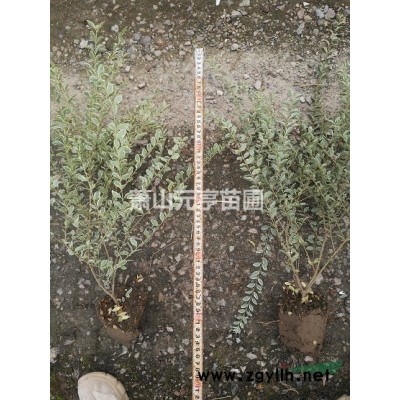 優質紅葉石楠球P150