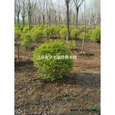 低價供應紅葉石楠球20-400毛球，50-400紅葉石楠精球
