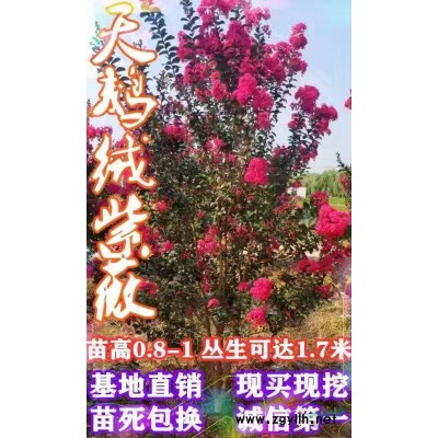 供應多年生叢生連翹3-10分支2萬棵，叢生木槿3-10分支