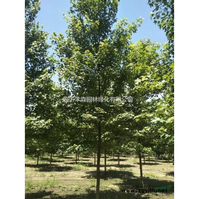 精品紅葉石楠球 特價紅葉石楠球 優(yōu)質(zhì)紅葉石楠球供應(yīng)商行情報價