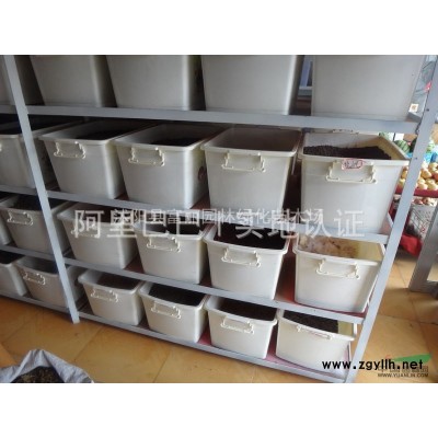 專賣小苗；金葉女貞苗  紅葉小檗苗 連翹 迎春 月季 小葉黃