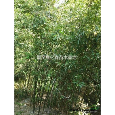 兩年生精品陜西紅葉石楠種植基地 周至紅葉石楠50公分杯苗批發(fā)