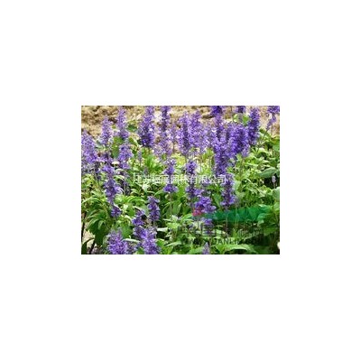 江蘇批發(fā)精品桂花樹 基地直銷 品種全 金桂 銀桂 四季桂 丹桂供應介紹