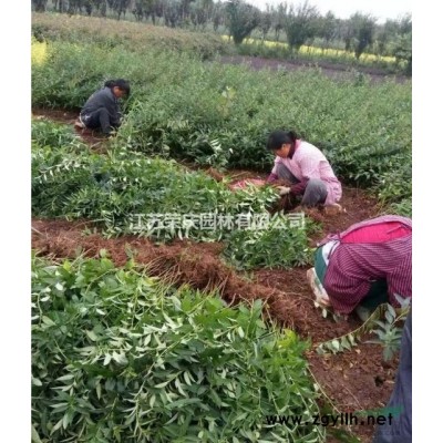 50公分高連翹價格哪里低？