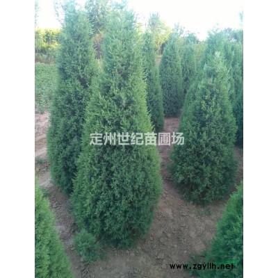 連翹報價   河北連翹種植基地