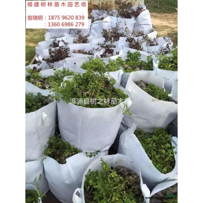福建金邊假連翹2介紹/特征/用途