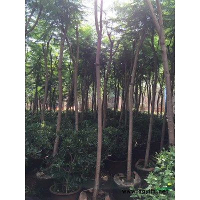 供應(yīng)云南花葉連翹球容器苗，昆明花葉連翹球袋苗，花葉連翹熟苗