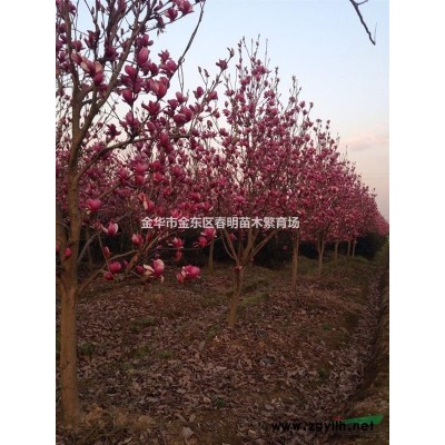 紅葉石楠球退林還耕價(jià)格面談
