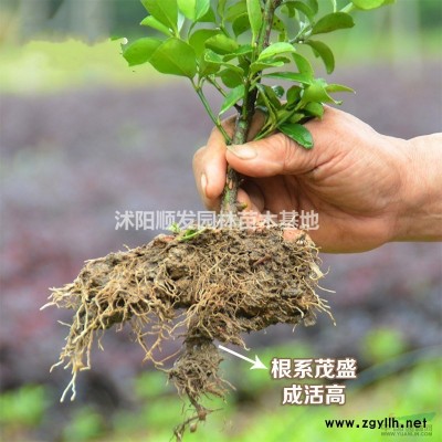 連翹行情報價-連翹圖片展示-連翹地直銷-連翹規格*