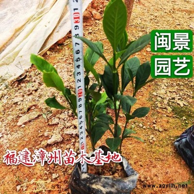 紅葉石楠 高30 福建漳州閩景園藝場